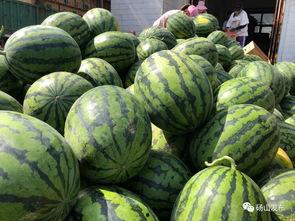 砀山吃瓜网,揭秘砀山特色美食，畅享夏日清凉