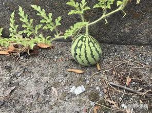 网络吃瓜网红叫什么名字,瓜田里的娱乐风云