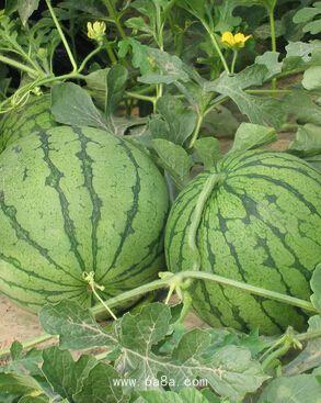 临沂网红吃瓜事件,揭秘网络舆论的风暴与真相