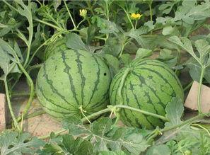 网红肖喆吃瓜图片大全集,揭秘娱乐圈幕后故事