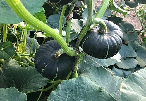 网红刘二萌吃瓜图片,趣味瞬间引网友热议