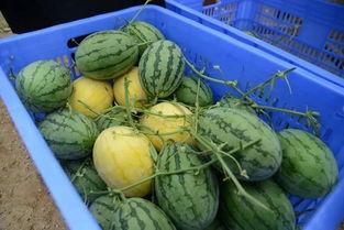 邳州网红吃瓜群微信号,揭秘当地热门话题与趣味生活