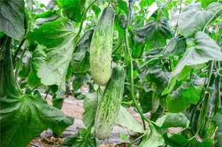 网红博洋蜜瓜怎么吃,解锁夏日清新美味新吃法