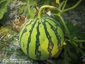 千万网红吃瓜最近