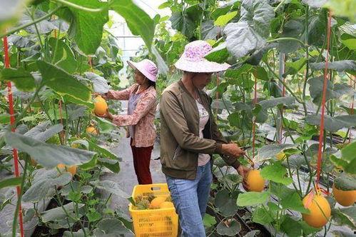 吃瓜香的网红叫什么名字,揭秘网红界的瓜王传奇