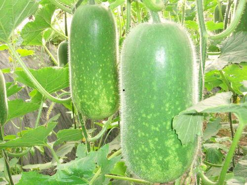 吃瓜是哪个平台的网红啊