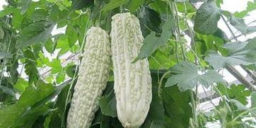 吃网瓜的好坏,一网打尽美味与陷阱