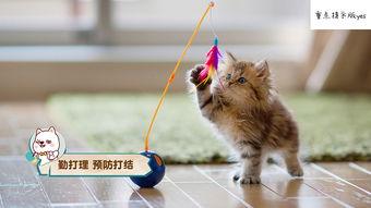 吃瓜网修修猫,吃瓜网上的治愈萌宠传奇