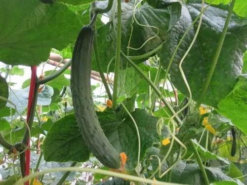 网红吃瓜种草视频下载,揭秘热门美食背后的秘密