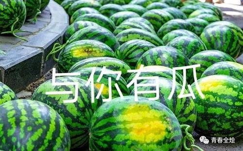 民族大学网红吃瓜,揭秘校园热点背后的故事