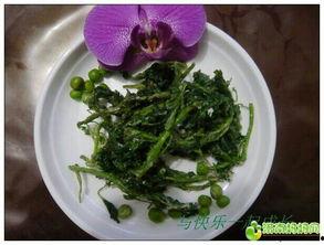 舌尖上的菊花吃瓜网,揭秘菊花美食的独特魅力