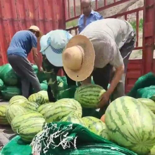 甘肃回民网红吃瓜视频,揭秘当地特色美食与风土人情