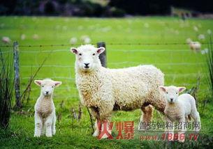 网红小羊吃瓜视频大全,趣味横生的娱乐圈幕后揭秘