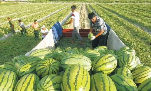 网传巢湖一中吃瓜,揭秘校园内幕，真相令人震惊！”