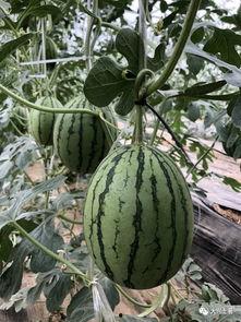 网红拍照吃瓜,吃瓜拍照，潮流新风尚