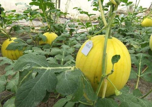 黄料吃瓜网免费,揭秘娱乐圈幕后故事，免费畅享娱乐资讯盛宴