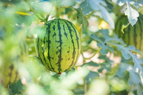 718吃瓜网最新地址,独家资讯一手掌握