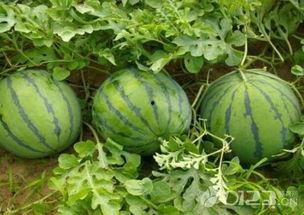 吃瓜网官方多少,带你领略幕后故事与精彩瞬间