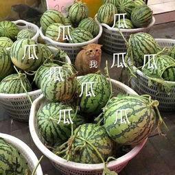 吃瓜网为什么这么火,网络舆论风向标