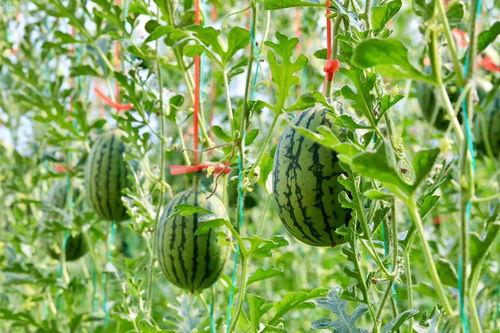 吃瓜网为什么这么火,网络舆论风向标