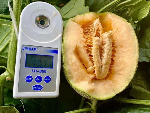 吃瓜网合集大全