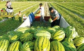 吃瓜网合集大全