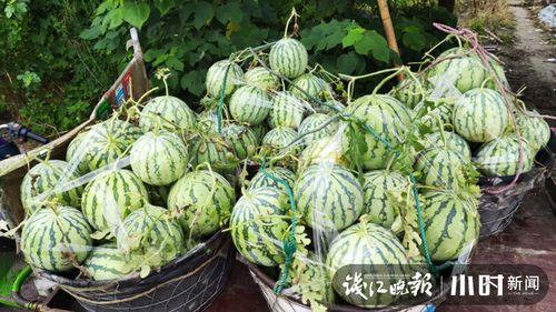 烟台吃瓜网红是谁啊视频,视频走红背后的故事