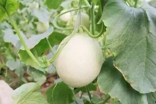 莱阳网红吃瓜事件,一场网络狂欢背后的真相与反思