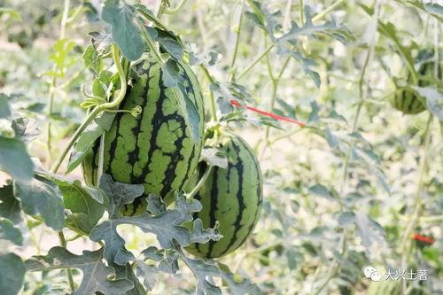 网红的瓜在哪吃,探寻“瓜在哪吃”的独特风味之旅