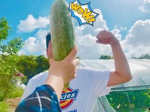 网红直播吃瓜入口,揭秘“吃瓜”背后的美食诱惑