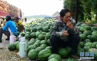 云霄县吃瓜网红事件,揭秘网络舆论的风暴与反思