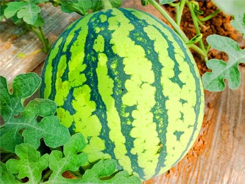 51cggo吃瓜网,揭秘娱乐圈最新热点事件，带你领略幕后真相