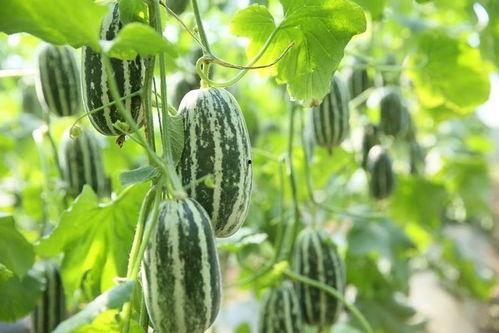 51cggo吃瓜网,揭秘娱乐圈最新热点事件，带你领略幕后真相