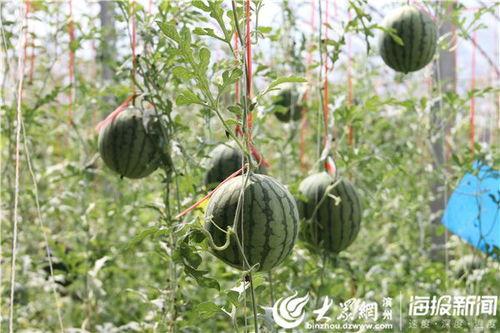 盘锦网红吃瓜事件视频,一场网络热议的瓜田奇遇