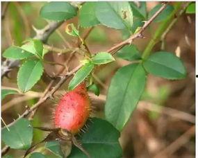 网红野果小月瓜怎么吃的,独特美味，轻松解锁食用新技巧