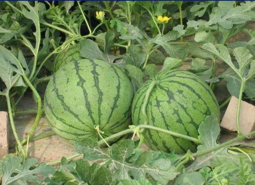 阳春网红吃瓜事件视频,揭秘背后真相与网络舆论风暴