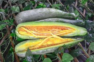 光山网红吃瓜,揭秘网络热点背后的故事